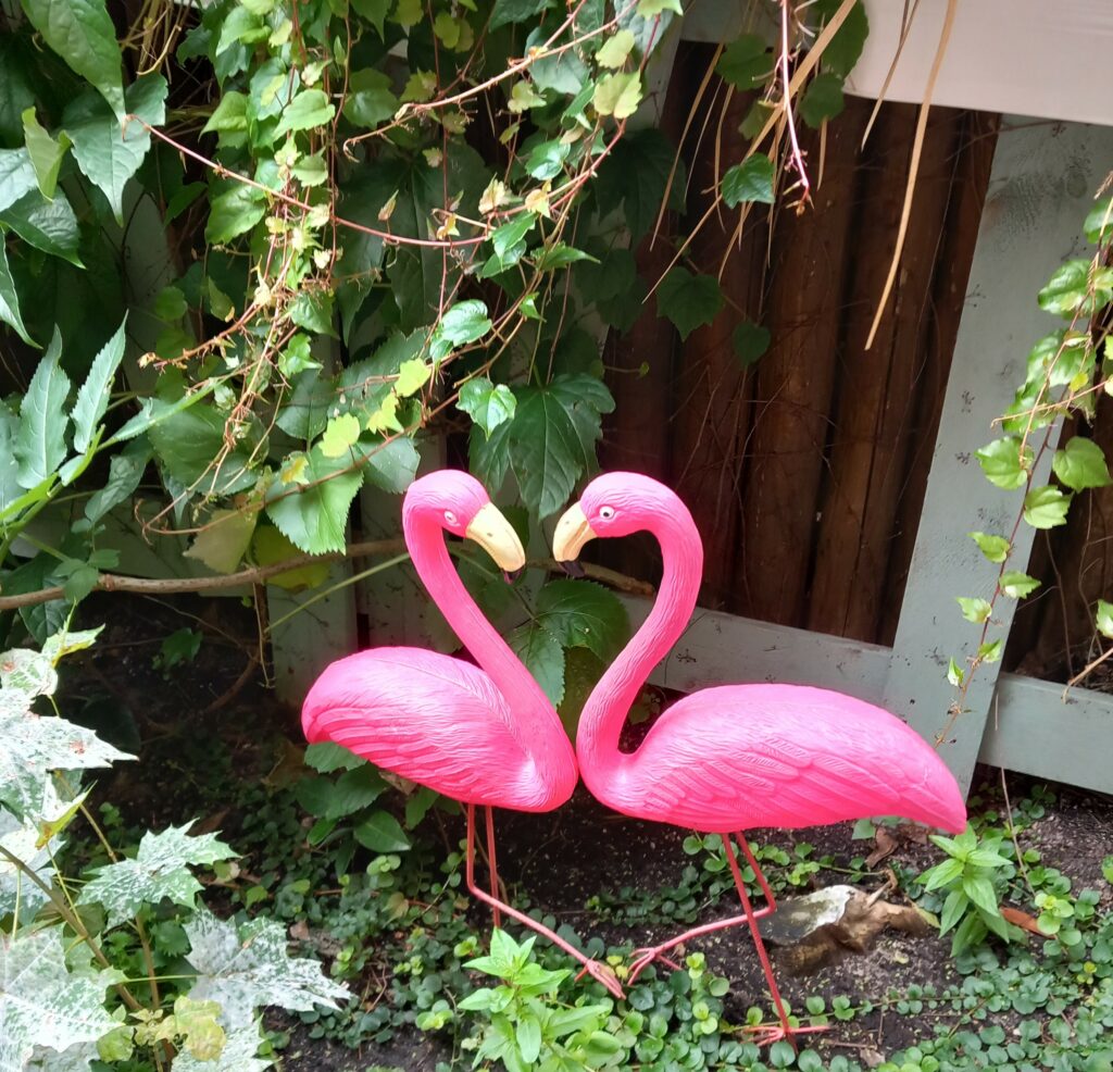Flamingo_bis